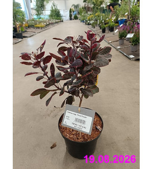 Cotinus cogg. 'Royal Purple' C 2,5 L